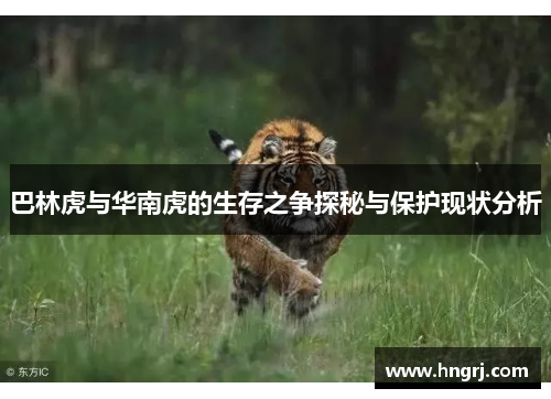 巴林虎与华南虎的生存之争探秘与保护现状分析